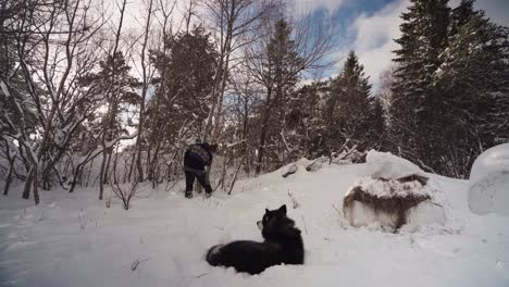 person is with a playful alaskan malamute dog in winter forest