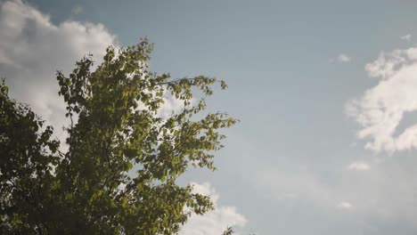 sunlit tree branches sway gently against a bright blue sky dotted with a few fluffy white clouds