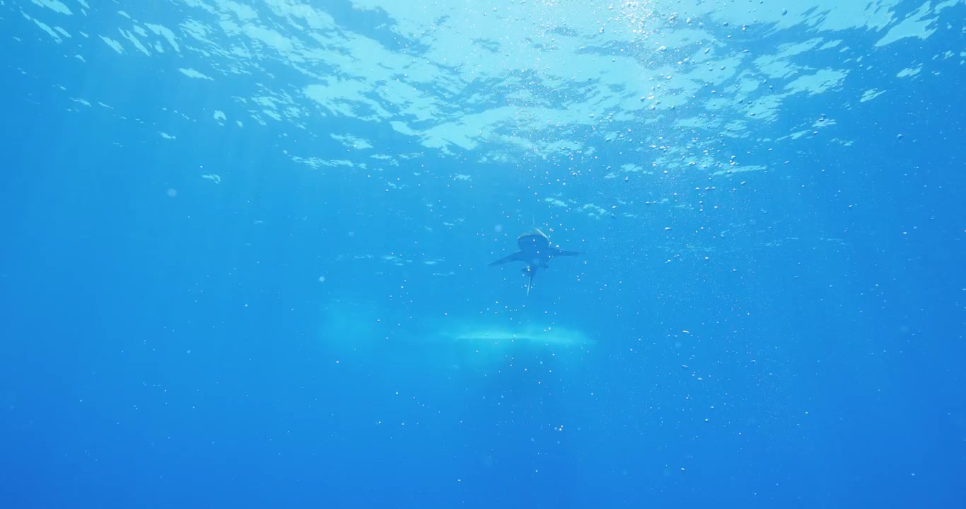 広がる青い海。熱帯の海面下には、遠くにヨゴレザメとダイバーが見えます。