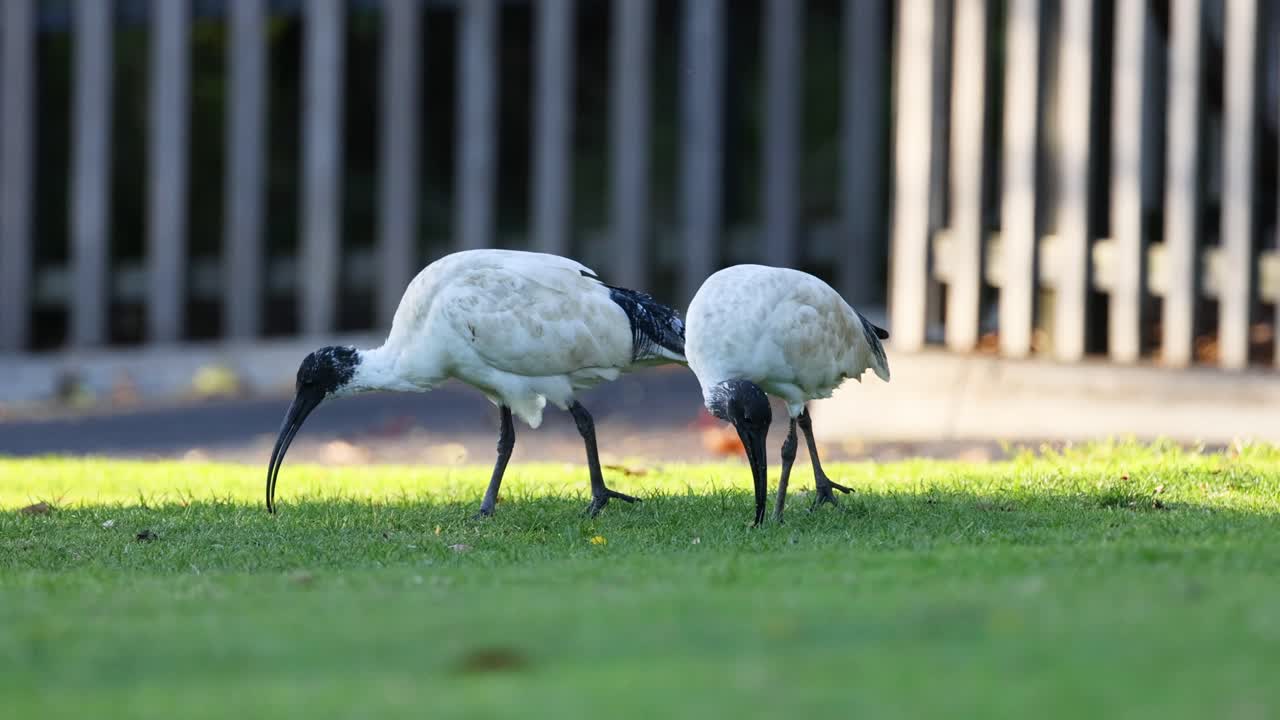 음식 을 함께 찾는 두 마리 의 이비스