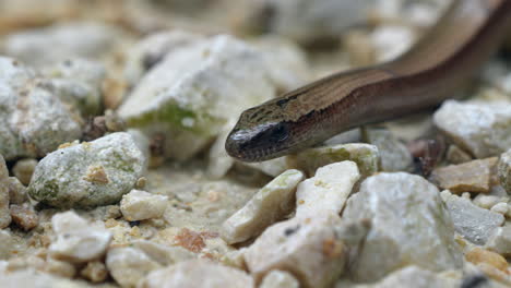 Tiro-Macro-De-Gusano-Lento-Anguis-Fragilis-Moviéndose-En-Suelo-Pedregoso-Y-Lanzando-La-Lengua