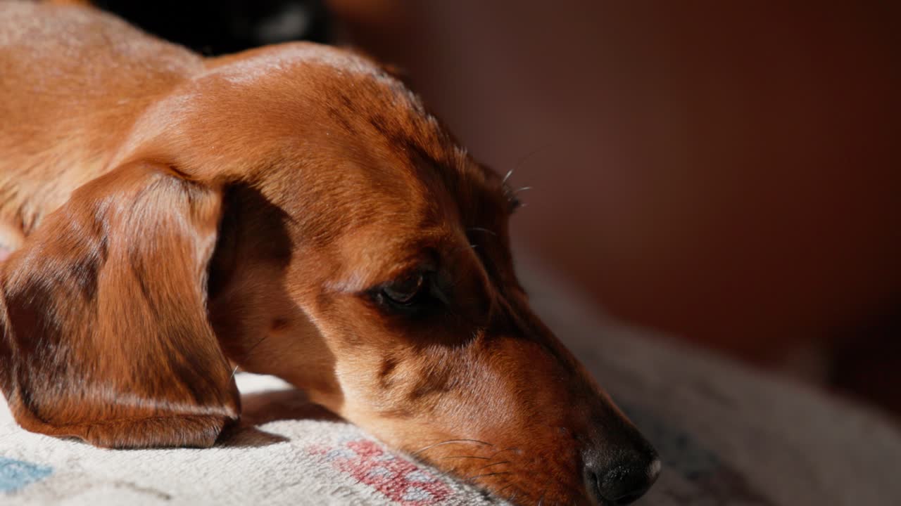 A red dachshund lies down comfortably, soaking in the gentle warmth of the sun on a cold winter’s day.