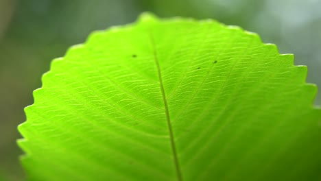 Close-up-picture-of-leaf-in-unknown-tree