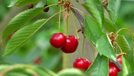 Nahaufnahme-Reifer-Roter-Kirschen,-Die-Am-Kirschbusch-Hängen