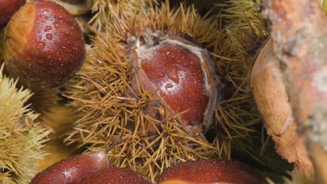 extreme close up autumn season fruit chestnut and hedgehogs - panning shot