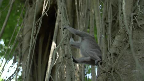 singe se balançant entre les vignes