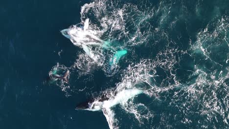 pod of whales with a playful baby rolling and slapping the water with pectoral fins near sydney's stunning coastline. captivating marine life action in the wild waters of australia. aerial shot.
