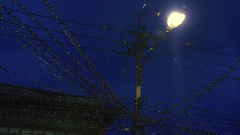 birds swarm power lines near streetlight at night in moonlight, thailand