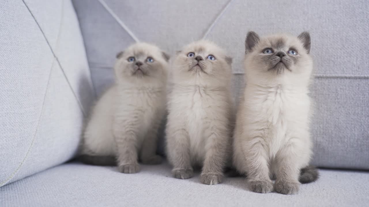 Cute kittens are looking at a moving object.