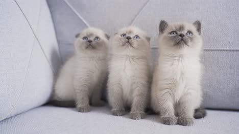 cute kittens are looking at a moving object.