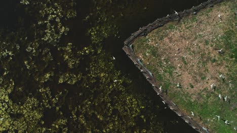 In-other-perspective-upward-drone-view-from-the-top-of-the-lively-and-nature-protected-lake-island-with-lots-of-flying-birds