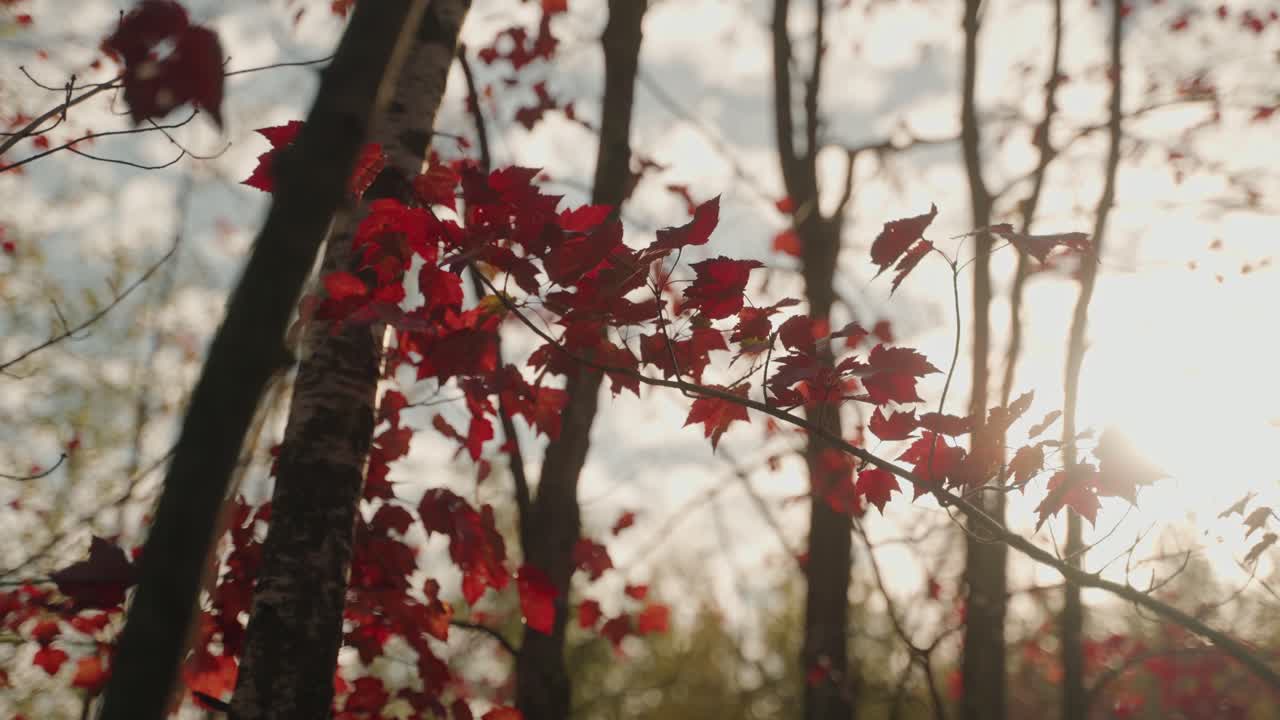 Autumn sunlight filtering through forest trees with red leaves, North America, Quebec, Montreal, Canada.