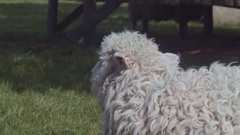 long haired sheep chews in shaded grassy pasture