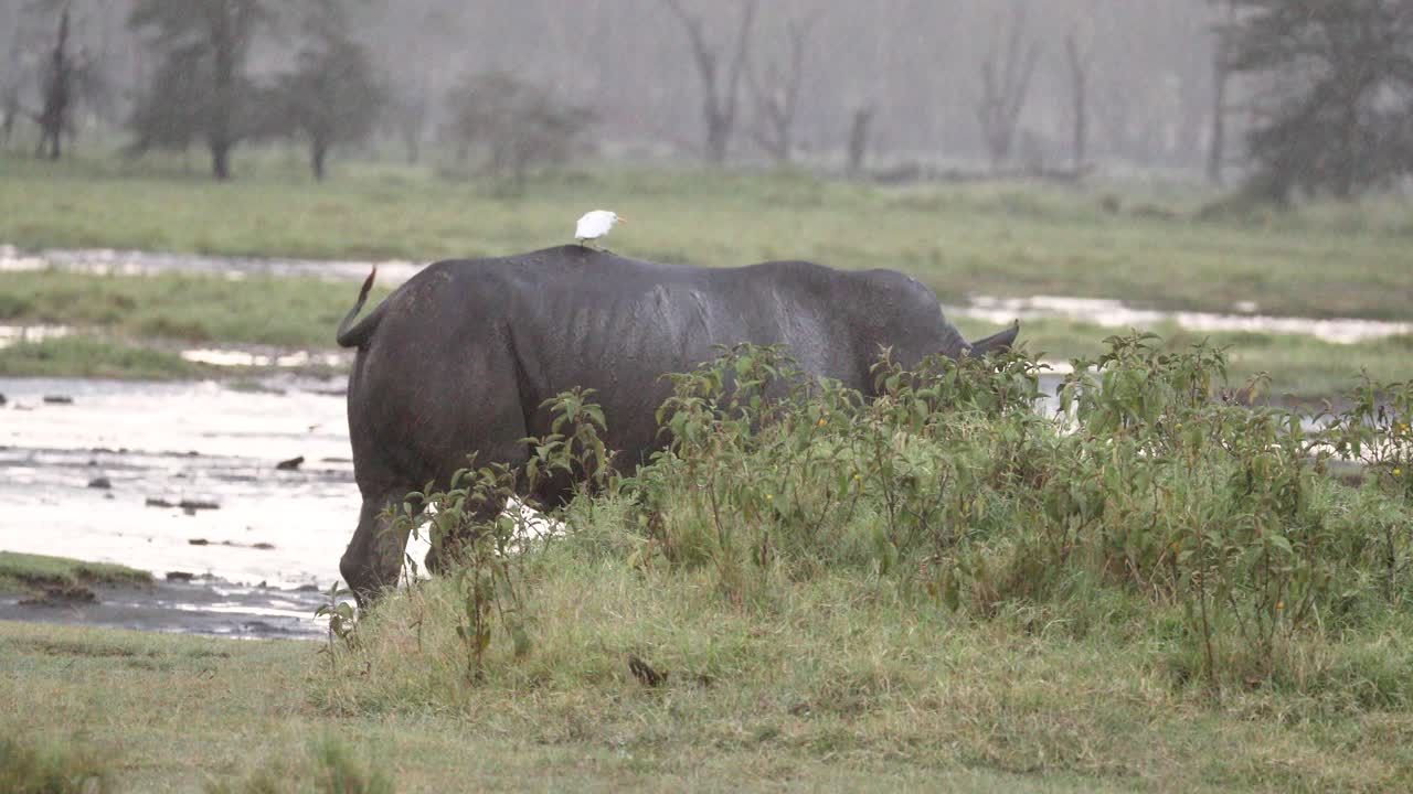 una garza montada sobre un rinoceronte negro en el parque nacional de aberdare, kenia, áfrica oriental
