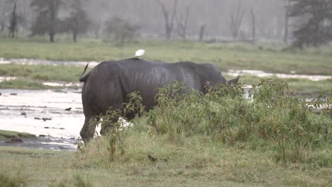 an egret riding on top of a black rhino in aberdare national park, kenya, east africa