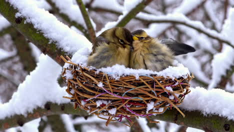 baby birds in a nest on a snowy branch