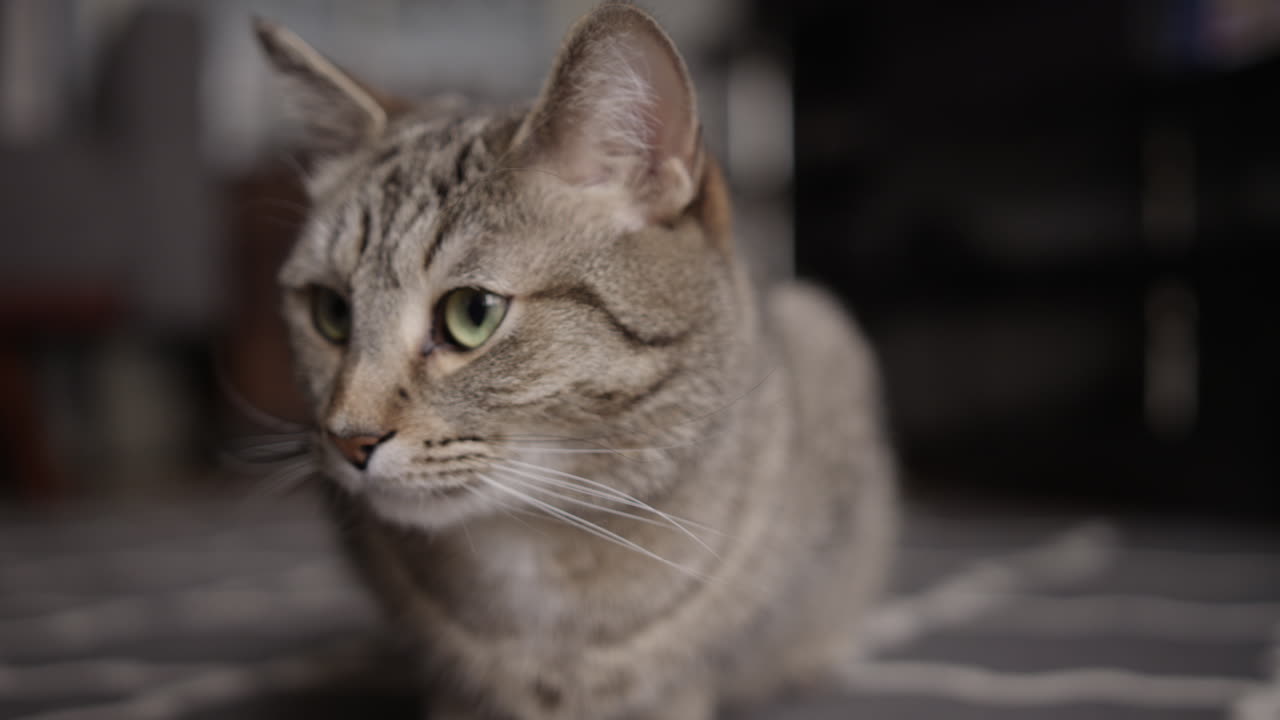 Gatto tigrato grigio a pelo corto seduto su un tappeto in un soggiorno durante il giorno