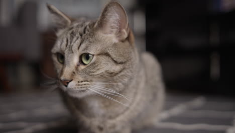 gato atigrado gris de pelo corto sentado en una alfombra en una sala de estar durante el día