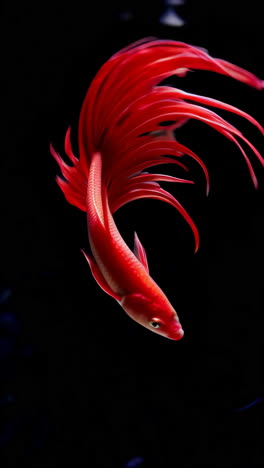 red betta fish