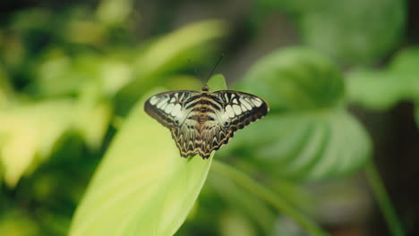 Ein-Schmetterling-Sitzt-Auf-Einem-Blattzweig-In-Der-Sonne