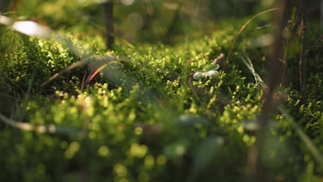 close-up view of vibrant green moss and grasses on forest floor with sunlight filtering through, creating soft bokeh and warm tones