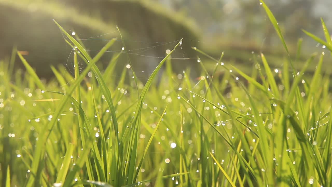 아침 이슬 알갱이가 있는 논에서 벼의 선택적인 초점