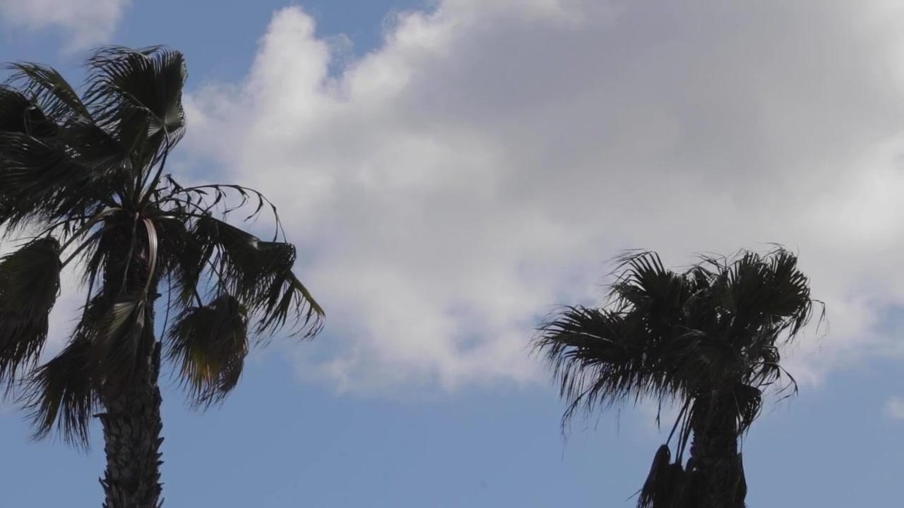 Palme contro un cielo luminoso