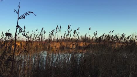 Wide-shot-of-early-evening-in-the-wetlands,-looking-through-reeds,-showing-pond-and-fall-foliage-in-the-wind