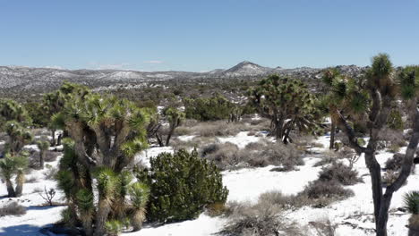 Drone-aerial-landscape-of-Granite-Hills-Joshua-Trees-vegetation-nature-travel-National-Park-San-Diego-County-California-America-USA