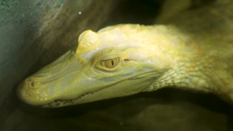 the broad-snouted caiman is a crocodilian reptile found in eastern and central south america