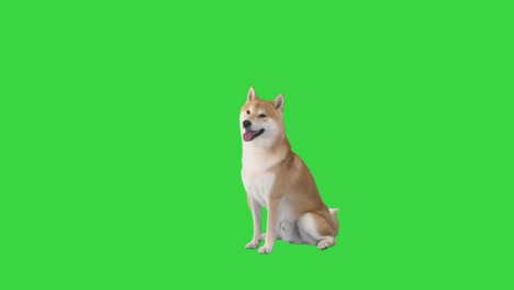 adorable small shiba inu sitting near the ball waiting for some one to play with on a green screen, chroma key