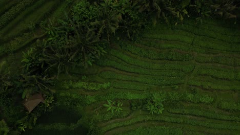 vista a vista de aves de los vibrantes campos verdes de los agricultores en bali, indonesia