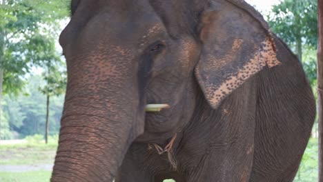 El-Elefante-Tailandés-Se-Balancea-De-Un-Lado-A-Otro-En-Un-Campamento-De-Elefantes-En-Tailandia