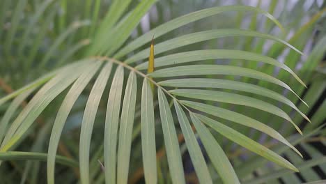 Close-up-of-the-weeds-in-the-backyard-of-the-house