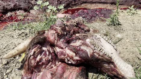 Water-buffalo-carcass-rots-with-red-meat-flesh-exposed-and-flies-gathering-to-eat