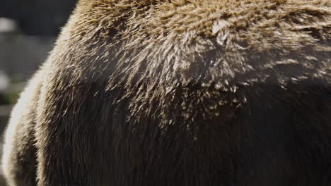 Großer-Grizzlybär-Läuft-In-Zeitlupe