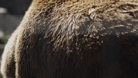 large grizzly bear walks in slow motion