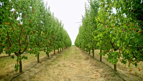 Fliegen-Durch-Die-Reihen-Der-Aprikosenbäume-Im-Obstgarten