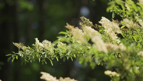 elderflower in bloom. bokeh background