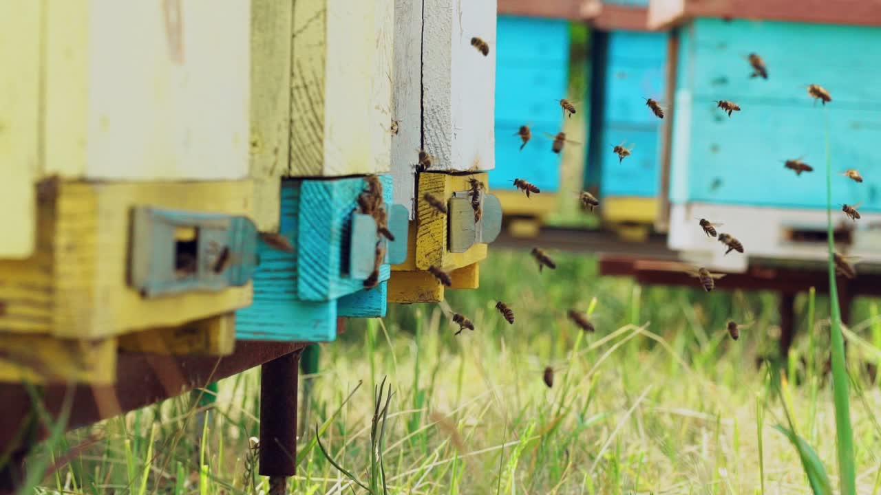 Bees flying in and out of a hive. Swarm of bees at the entrance of beehive. Slow motion
