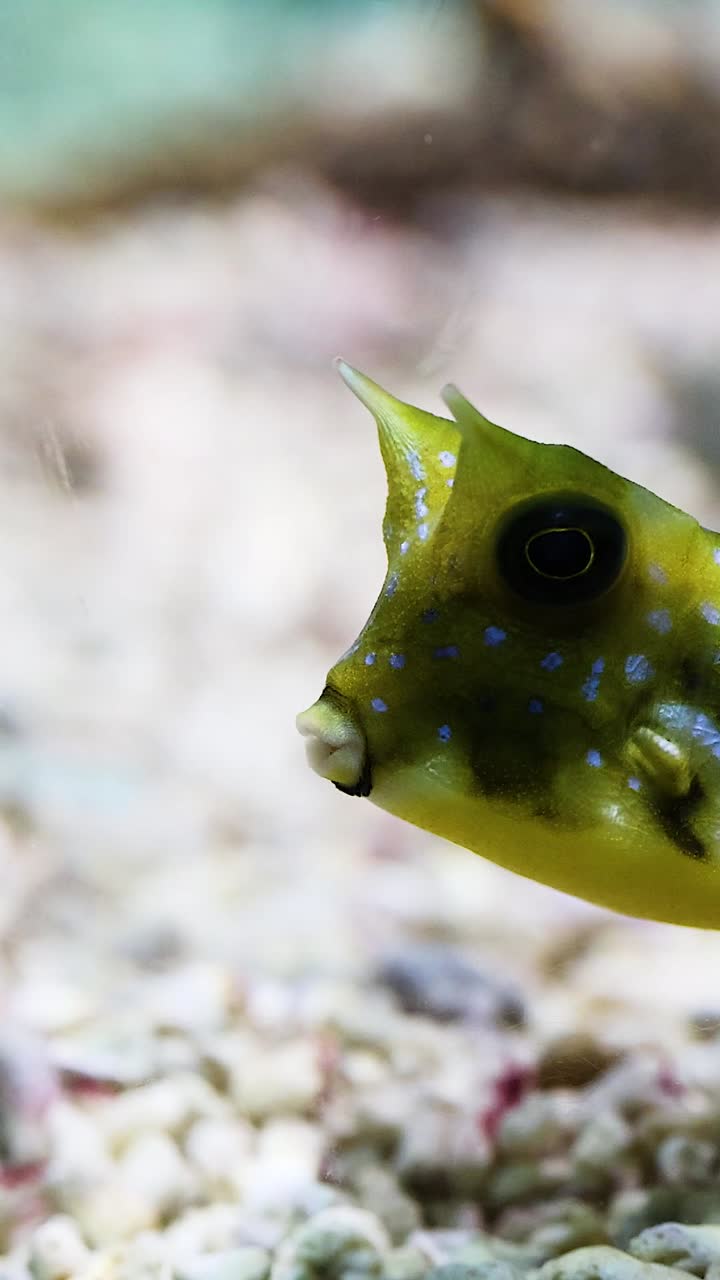 상자 물고기는 바위 바닥을 가로질러 움직입니다.