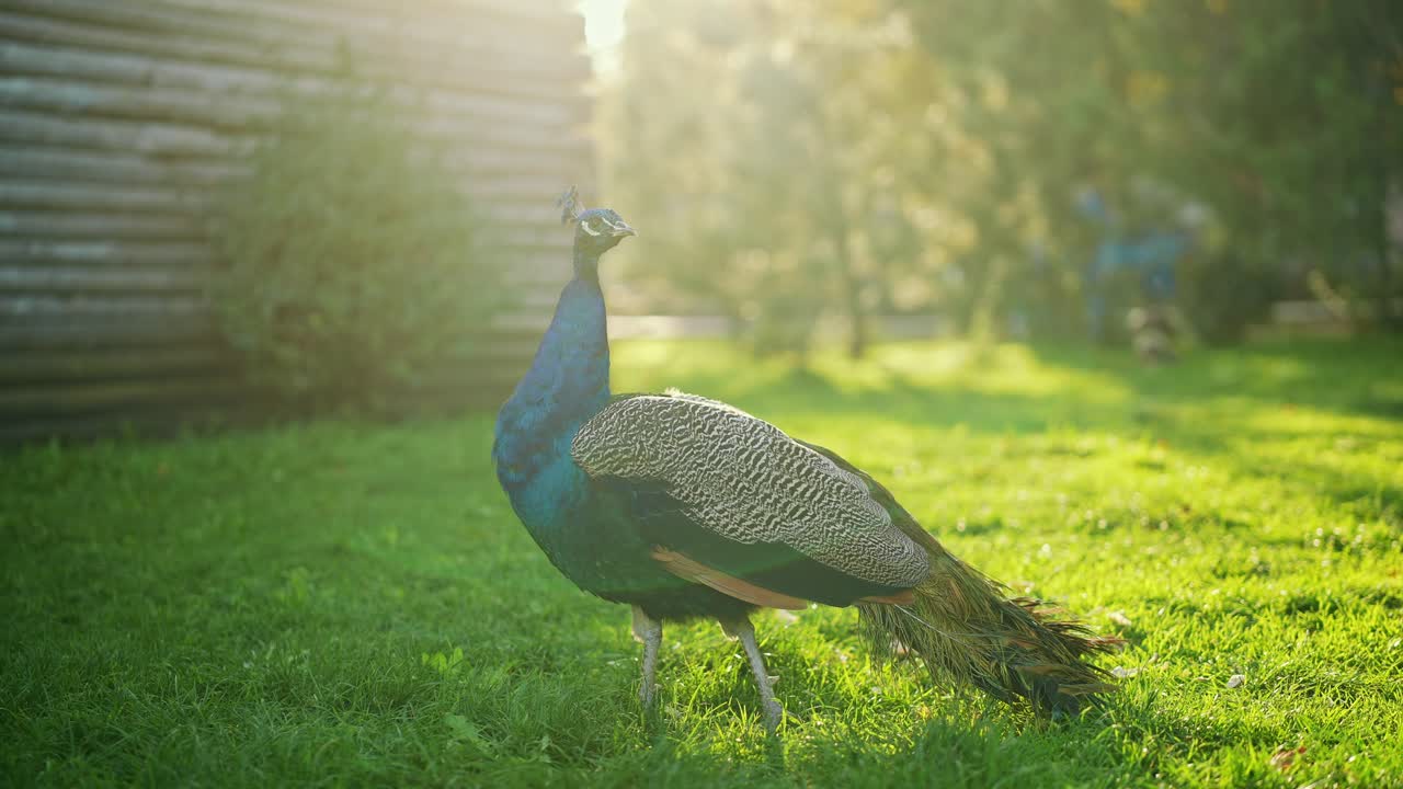 공원 에 있는 호랑이