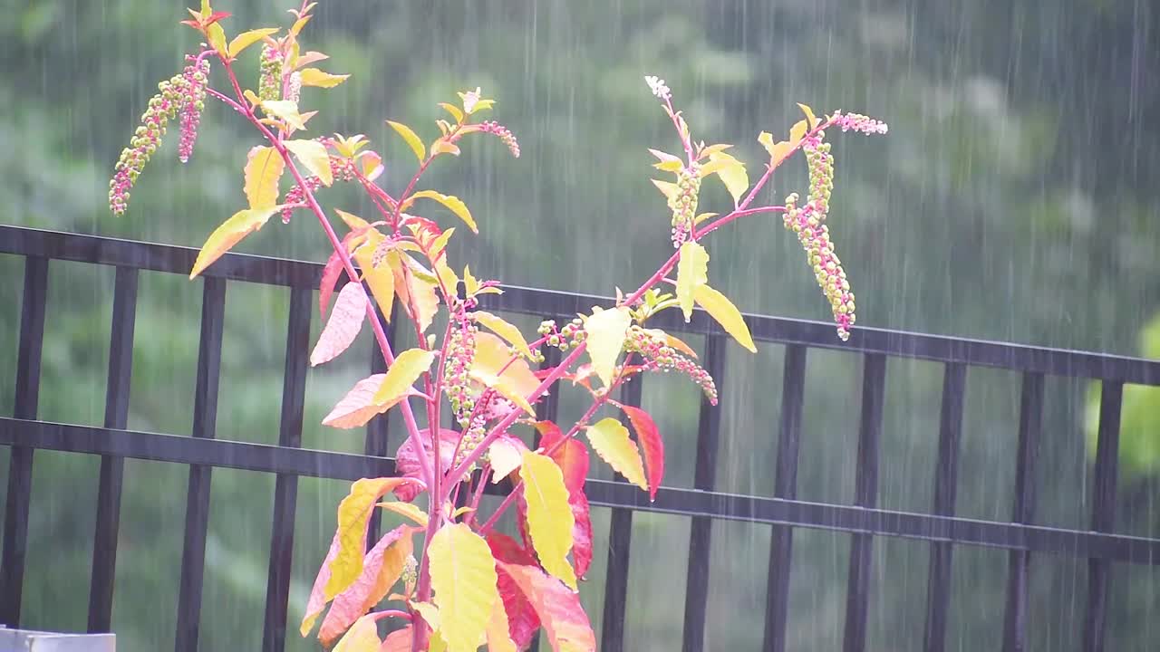 폭풍 동안 바람이 부는 식물