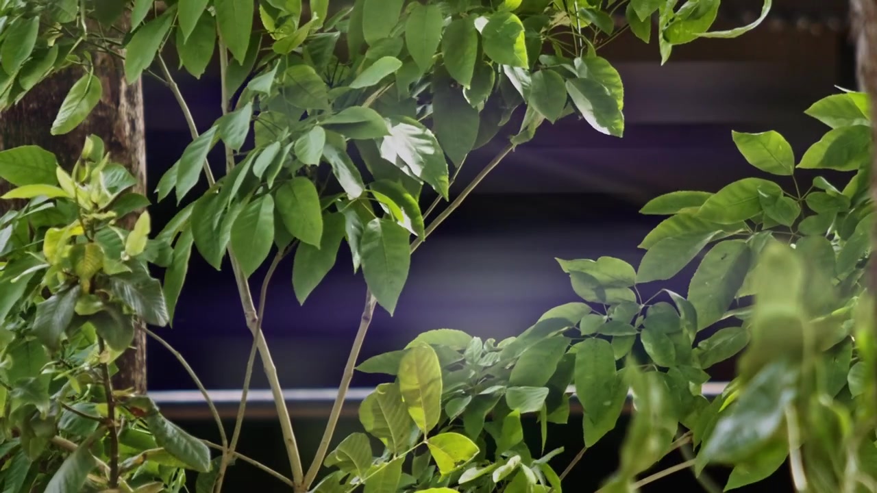 Dalla foresta alta al piccolo giardino, le foglie verdi delle piante ci incantano tutti