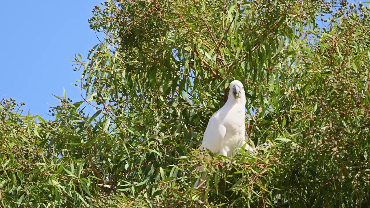 Cacatua-de-crista-amarela empoleirada entre densas folhas verdes de eucalipto