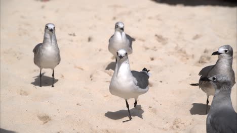 Legless-limped-harmed-seagull-at-the-beach-with-other-seagulls-waiting-to-be-fed-spanning-their-wings