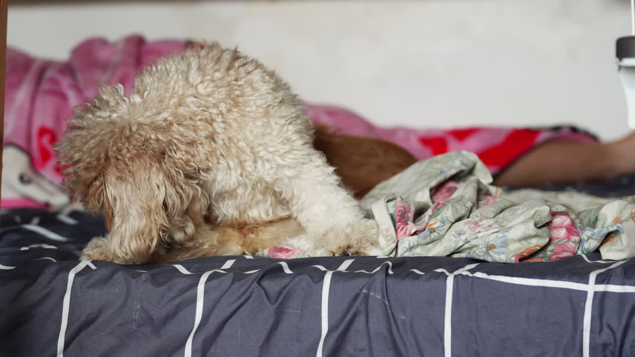 시니어 믹스견 2마리