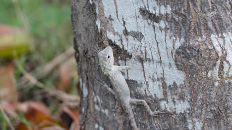 grey oriental garden lizard , eastern common indian garden lizard, bloodsucker or changeable lizard climbing tree trunk - close-up