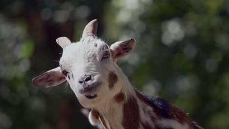 cute young goat enjoying sunlight and looking into camera