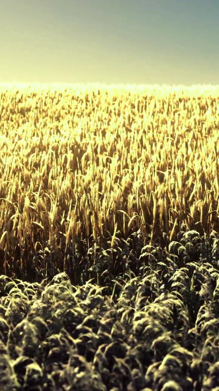 Campo di grano che si estende all'orizzonte sotto un cielo azzurro brillante al tramonto.